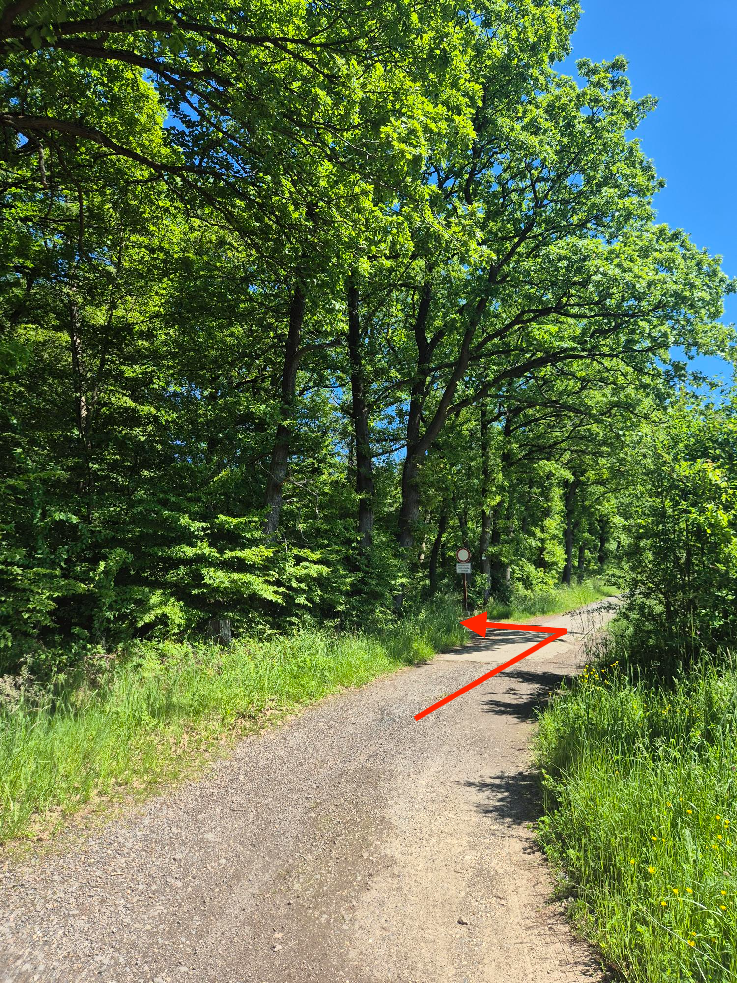 Waldweg zum Parkplatz